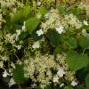 Hortensia grimpant