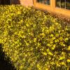 Jasmin d'hiver