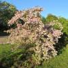 Buisson de beaut 'Pink Cloud'