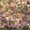 Buisson de beaut 'Pink Cloud'