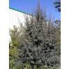 Leptospermum 'Silver Sheen'