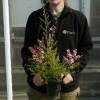 Arbre  th Rose, Manuka Rose