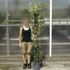 Jasmin �toil�