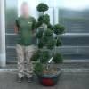 Houx cr�nel� taill� en nuage