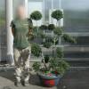 Houx cr�nel� taill� en nuage