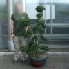 Houx cr�nel� taill� en nuage