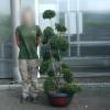 Houx cr�nel� taill� en nuage