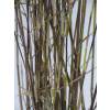 Bambou Fargesia nitida 'Black Pearl'