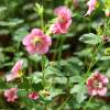 Anisodontea