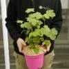 Anisodontea