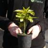 Aucuba du Japon 'Crotonifolia'