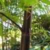 Bambou Phyllostachys nigra