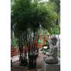 Bambou Phyllostachys nigra