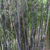 Bambou Phyllostachys nigra