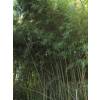 Bambou Phyllostachys humilis