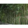 Bambou Phyllostachys humilis