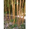 Bambou Phyllostachys aureo. Aureo