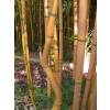 Bambou Phyllostachys aureo. Aureo