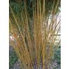 Bambou Phyllostachys aureo. Aureo