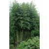 Bambou Phyllostachys atrovaginata