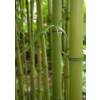 Bambou Phyllostachys atrovaginata