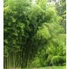 Bambou Phyllostachys atrovaginata