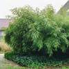 Bambou Fargesia rufa
