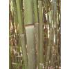 Bambou Phyllostachys bissetii