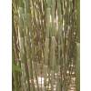 Bambou Phyllostachys bissetii