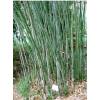 Bambou Phyllostachys bissetii