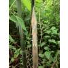 Bambou Phyllostachys bissetii