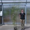 Bambou Phyllostachys bissetii