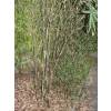 Bambou Pleioblastus chino