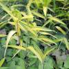Bambou Pleioblastus auricomus
