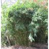 Bambou Hibano. tranquillans