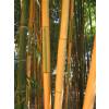 Bambou Phyllostachys b. Castillonis