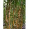 Bambou Phyllostachys b. Castillonis