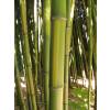 Bambou Phyllostachys b. C. Inversa