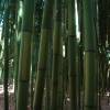 Bambou Phyllostachys b. C. Inversa