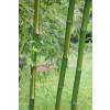 Bambou Phyllostachys b. C. Inversa