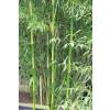 Bambou Phyllostachys b. C. Inversa