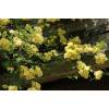 Rosier de Banks 'Lutea'