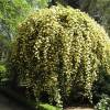 Rosier de Banks 'Lutea'