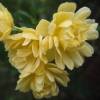 Rosier de Banks 'Lutea'