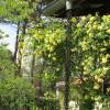 Rosier de Banks 'Lutea'