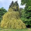 Rosier de Banks 'Lutea'