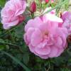 Rosier 'Old Blush'