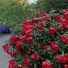 Rhododendron rouge 'Elisabeth'