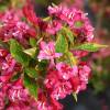 Weigelia 'Brigela'