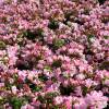 Rhododendron 'Cilpinense'